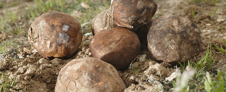 Desert Truffles