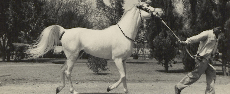 Exhibition: Arabian Horses in QNL's Heritage Collection