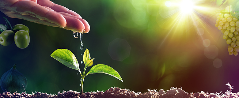 Week of the Tree: Plants of the Holy Qur’an, a Lecture and Contest for the Qatar Community Week of the Tree: Plants of the Holy Qur’an, a Lecture and Contest for the Qatar Community