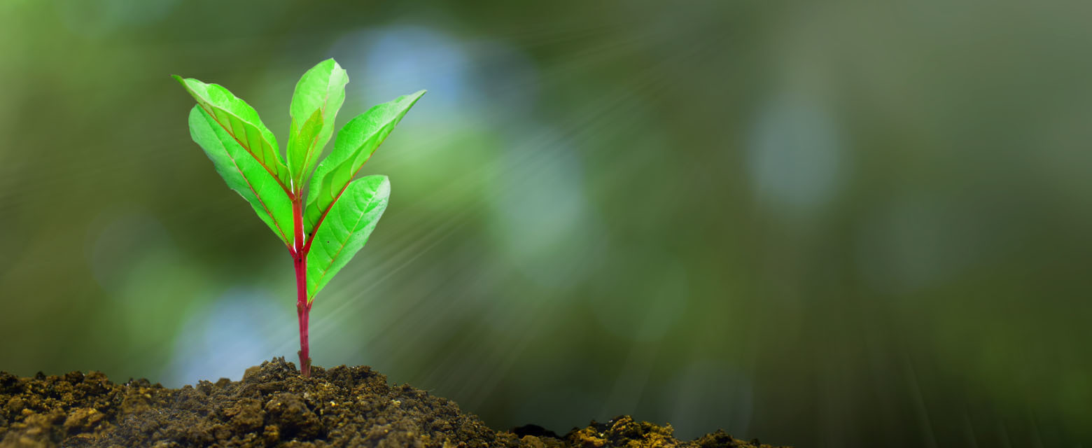 Cooling Qatar: Our Imperative and Safe, Natural Options