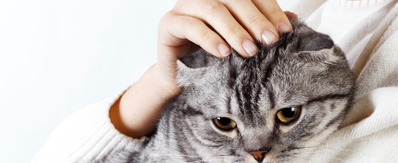 I Love My Cat! I Love My Cat!
