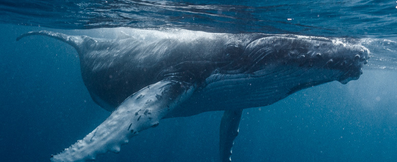 Spying on Whales