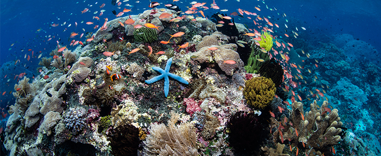 Biodiversity Extinction in the Climate Change Era