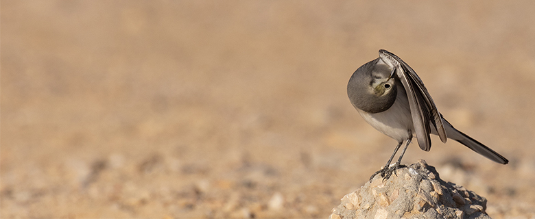 Birds of Qatar